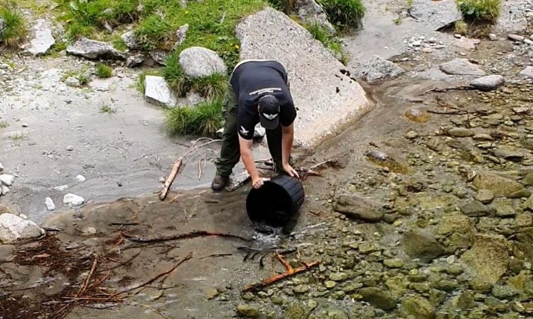 Fischer wildert Tiroler Urforellen aus.