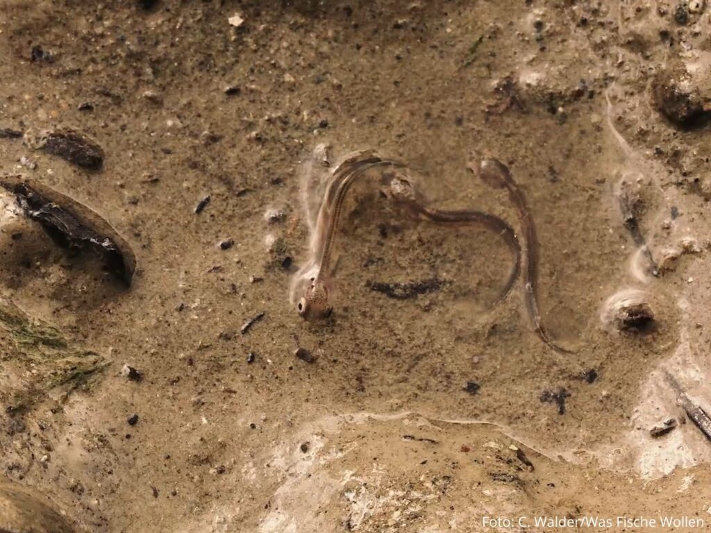 aufgrund von Wasserkraft verendende Fischlarven