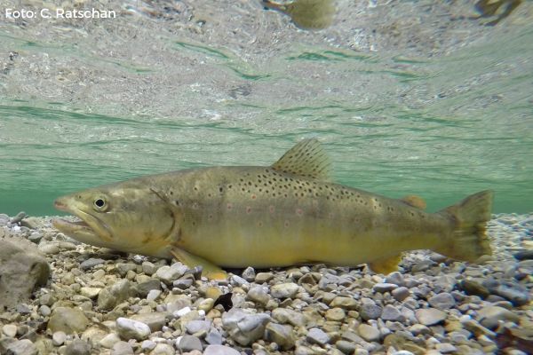 Fisch des Jahres 2020 - Bachforelle