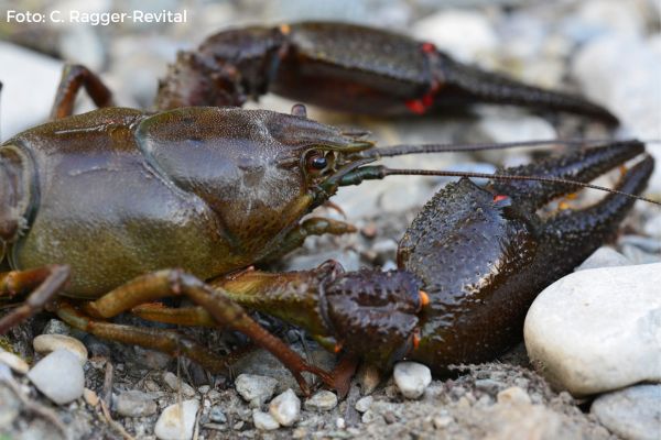 Fisch des Jahres 2019 - Edelkrebs