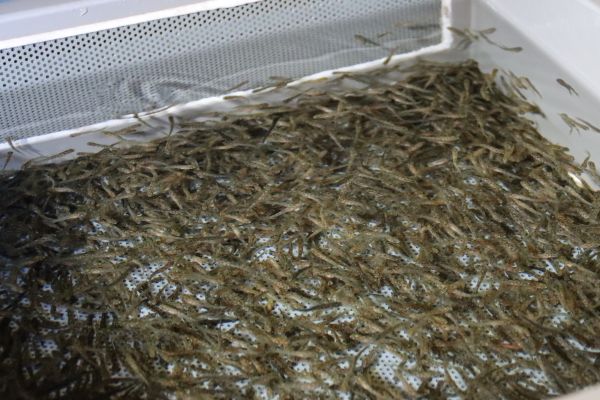 Foto aus der Fischzucht in Pians mit kleinen Bachforellenbrütlingen.
