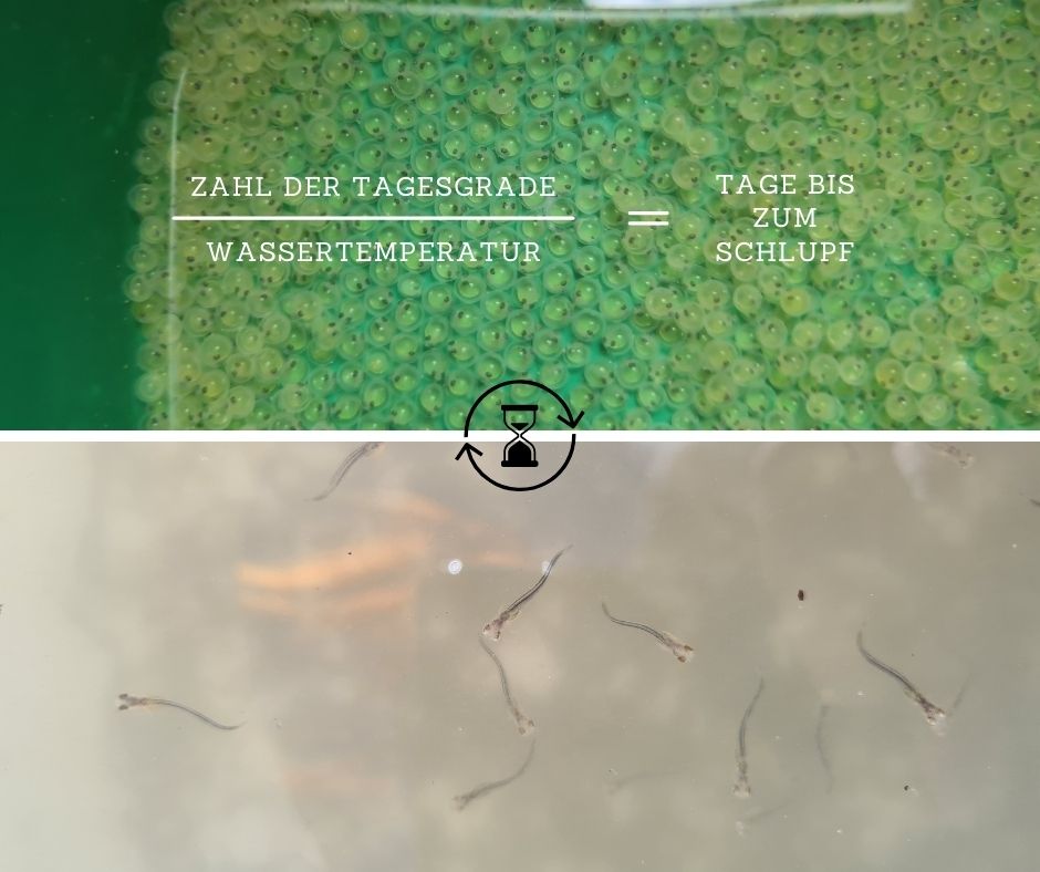 Berechnung der Tagesgrade - um den Schlupftermin der Eier zu errechnen.