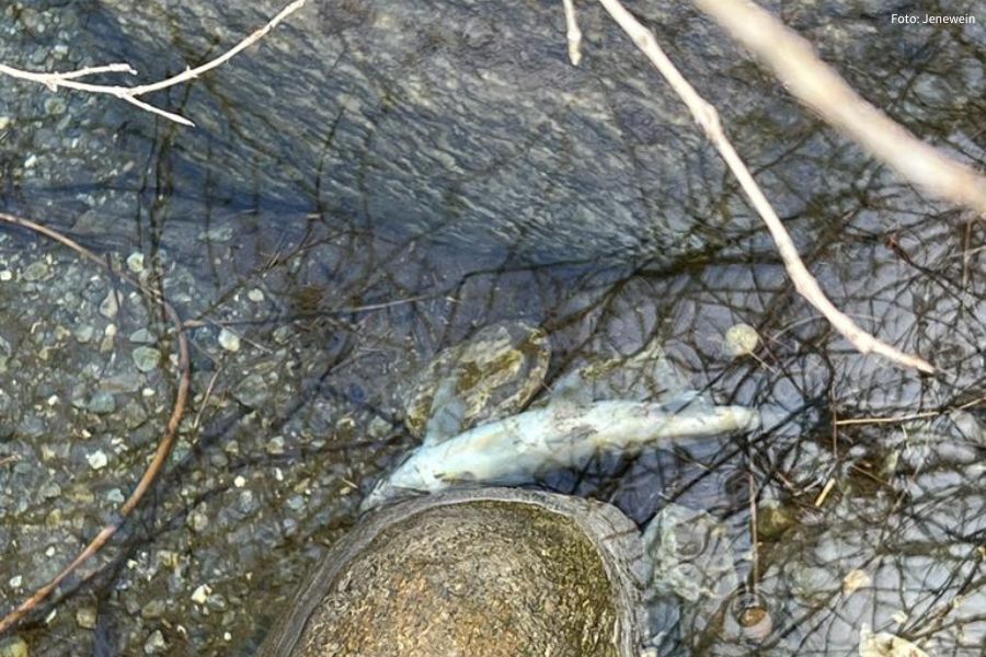 toter Fisch