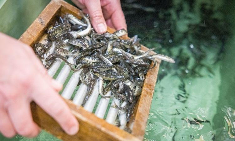 Foto von vielen kleinen Fischen in der Fischzucht Trixl.