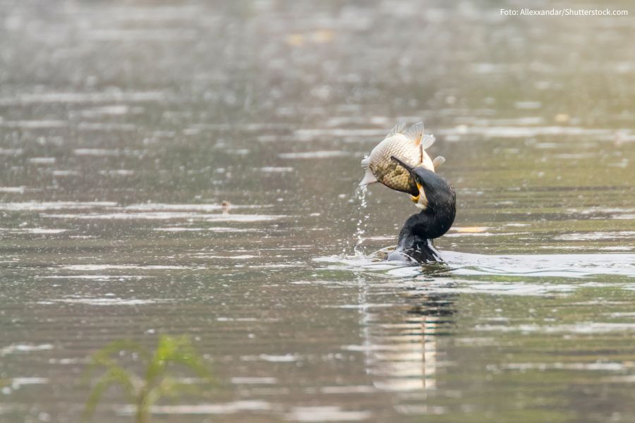 Kormoran, der gerade eine Fisch frisst.