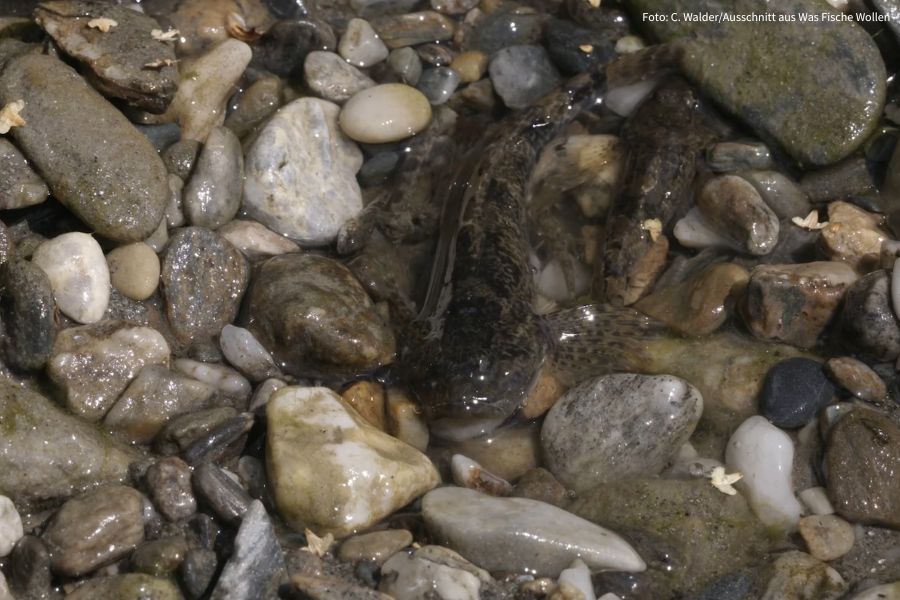 Sequenz aus Was Fische wollen - verendende Koppe