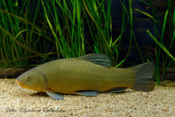 die Schleie - Fisch des Jahres 2024