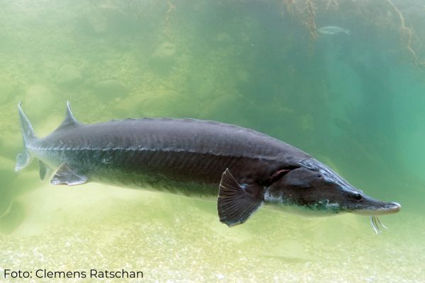 Zeigt einen Hausen im Aquarium