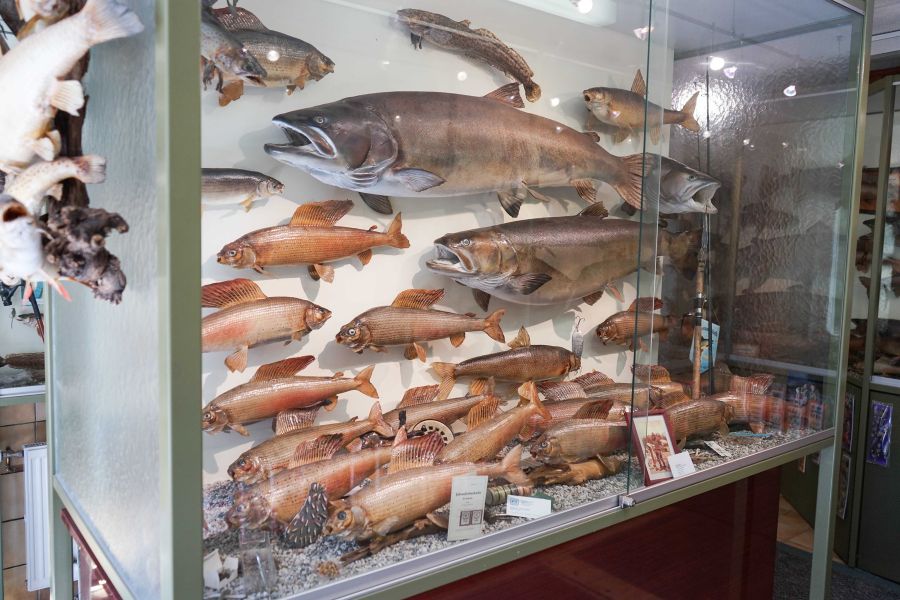 Die Vielfalt an kapitalen Exemplaren ist überwältigend.