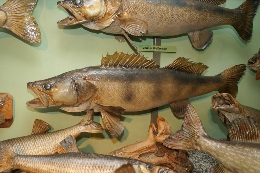 Die Vielfalt an kapitalen Exemplaren ist überwältigend.