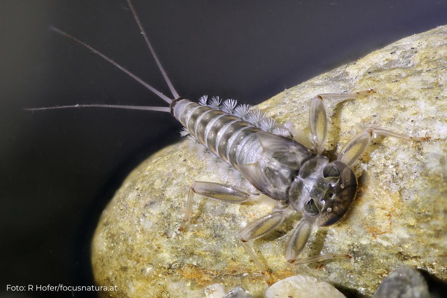 Eintagsfliegenlarve Rhithrogena degrangei mit ihren Kiemenbüschel am Hinterleib.