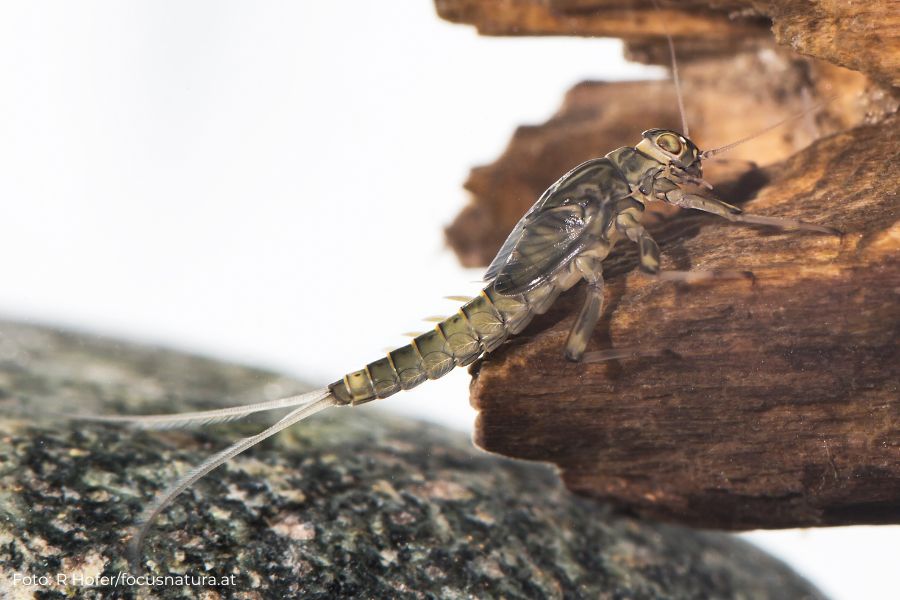 Baetis alpinus zählt zu den häufigsten Eintagsfliegenlarven in Tirol.