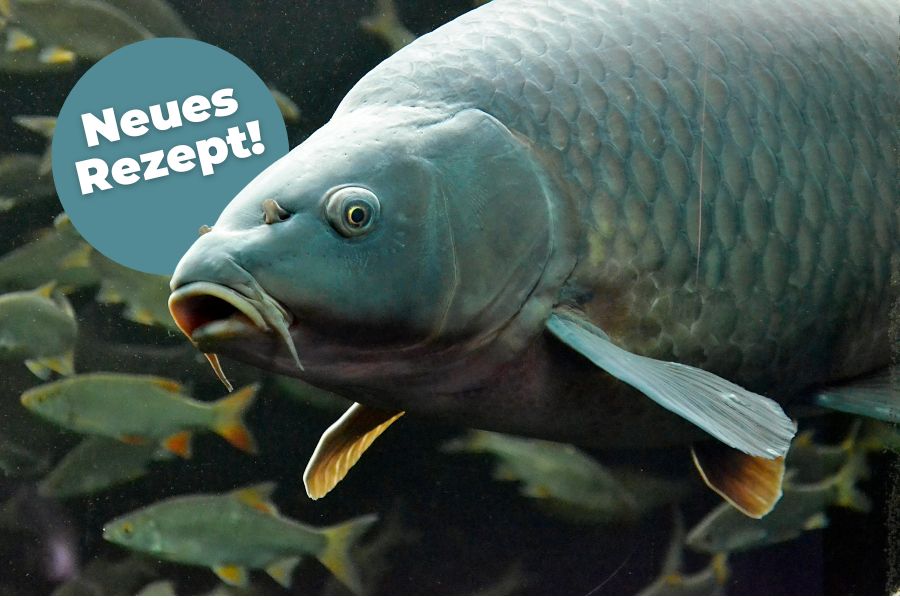 Karpfen mit dem Hinweis neues Rezept online.