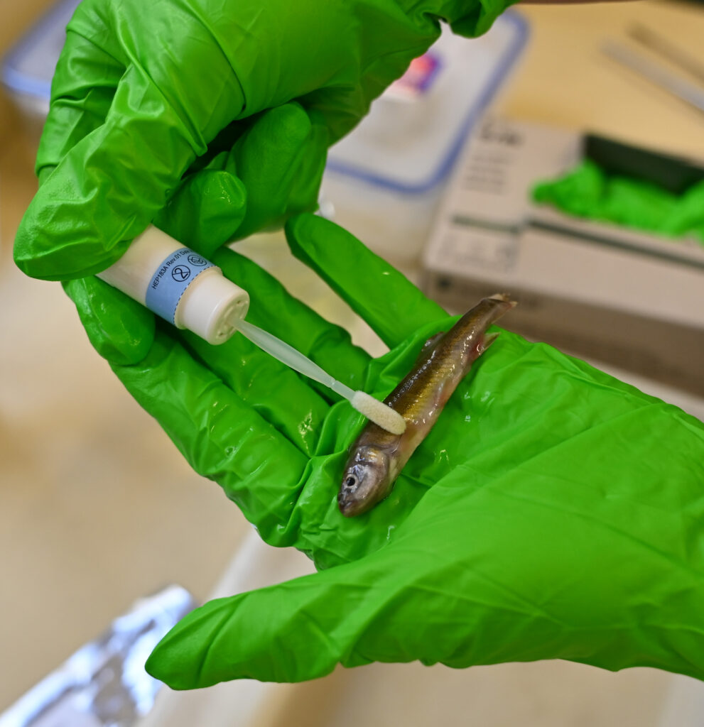 Genetische Probennahme mittels Tupfer
